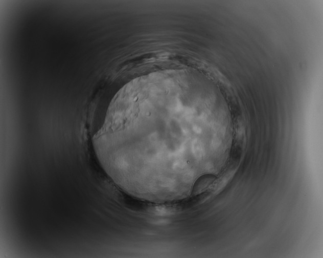 X0000087540565200705181050