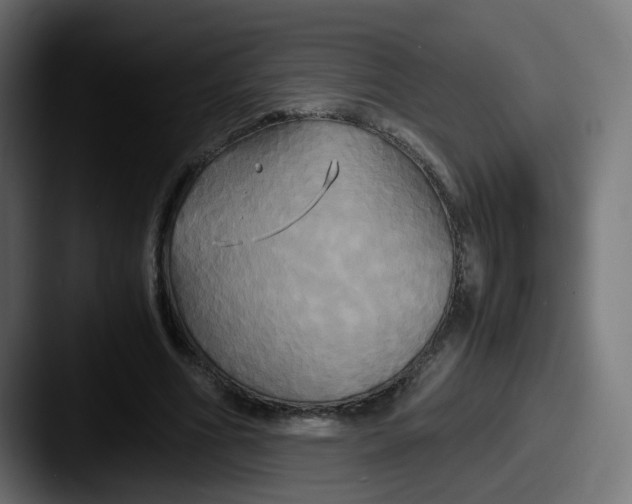 X0000087540586200705181050