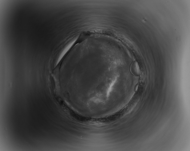 X0000087540648200705181049