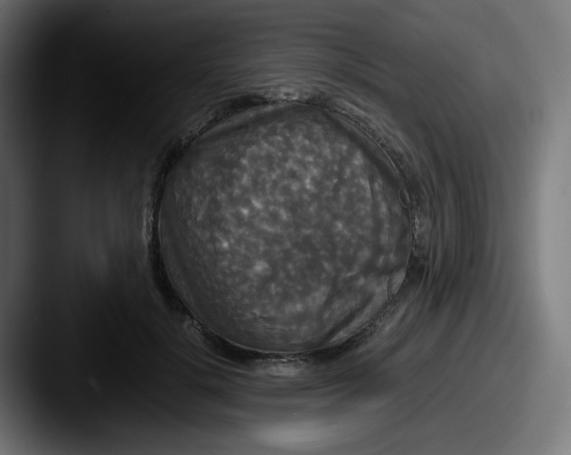 X0000087540652200705181049