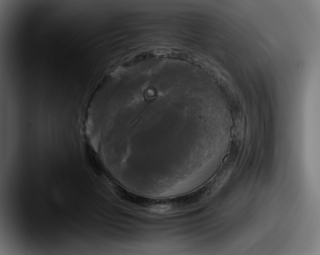 X0000087540653200705181049