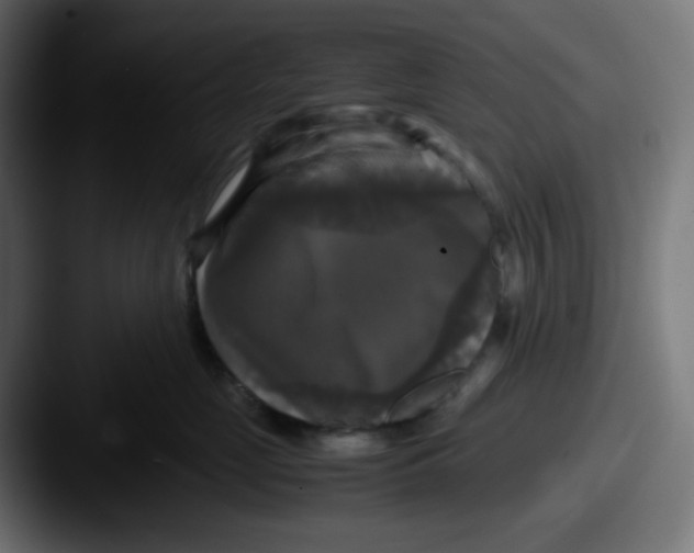 X0000087540669200705181049