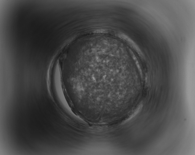 X0000087540725200705181048