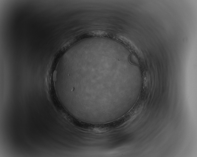 X0000087540739200705181048