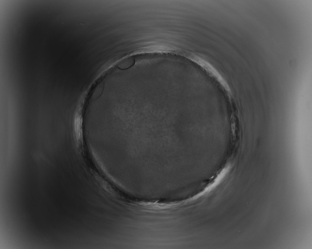 X0000087540781200705181048