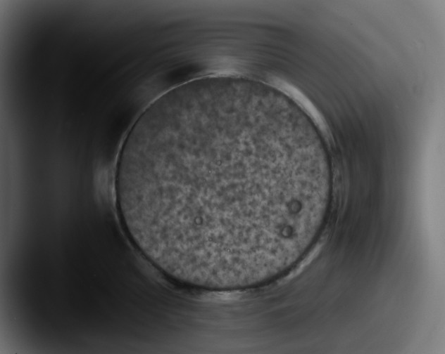 X0000087540810200705181047