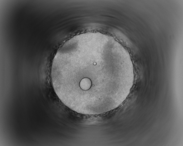 X0000087540824200705181047