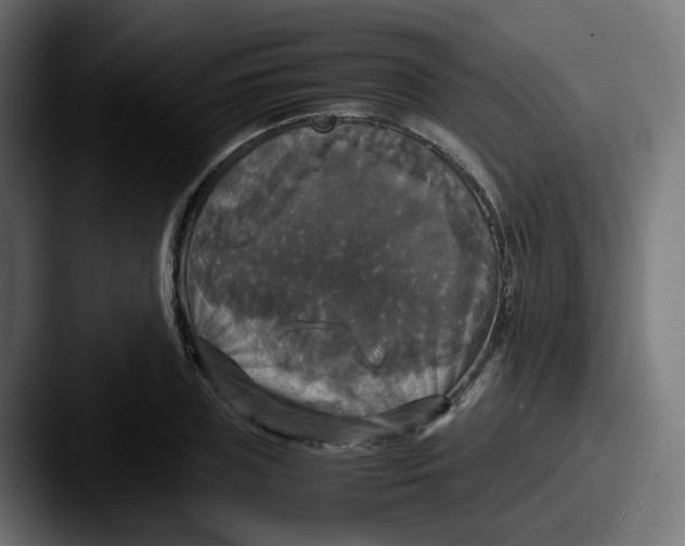 X0000087540835200705181047