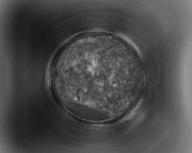 X0000087540925200705181046