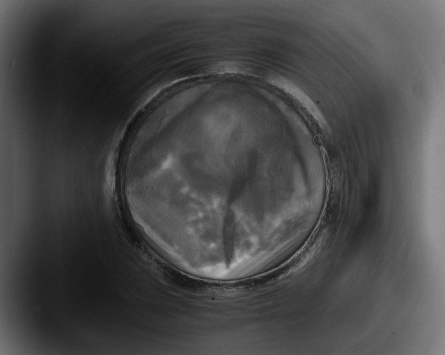 X0000087541023200705181044