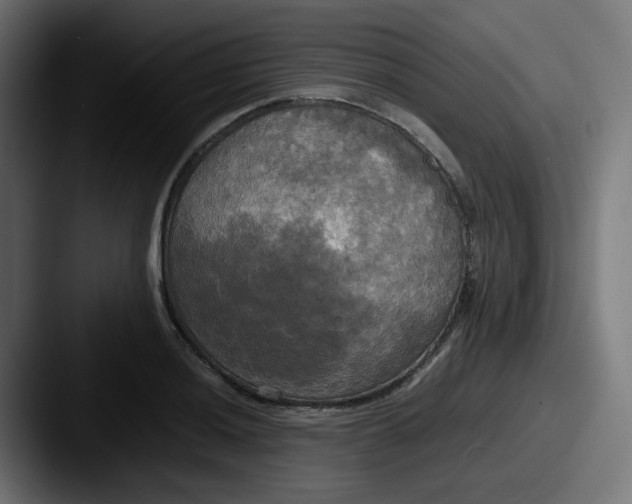 X0000087541036200705181045