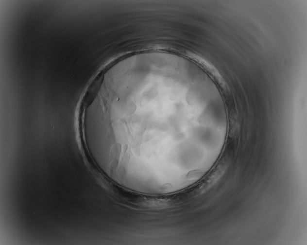 X0000087541039200705181045