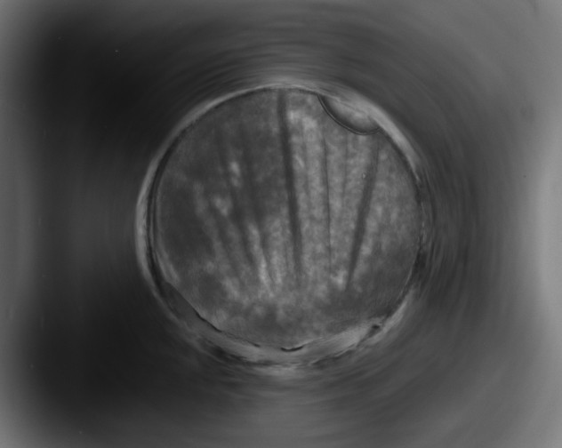 X0000087541048200705181045