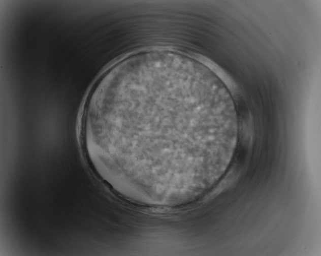 X0000087541052200705181045