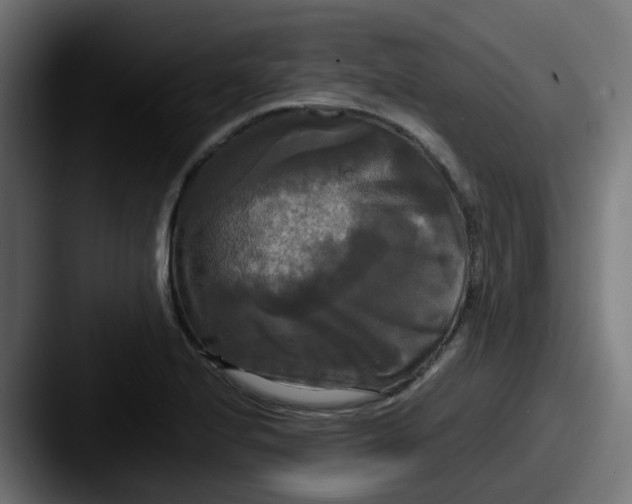 X0000087541224200705181042