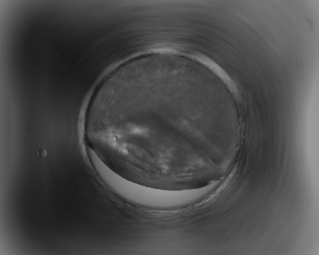 X0000087541240200705181043