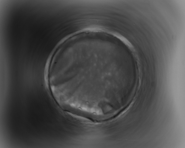 X0000087541248200705181043