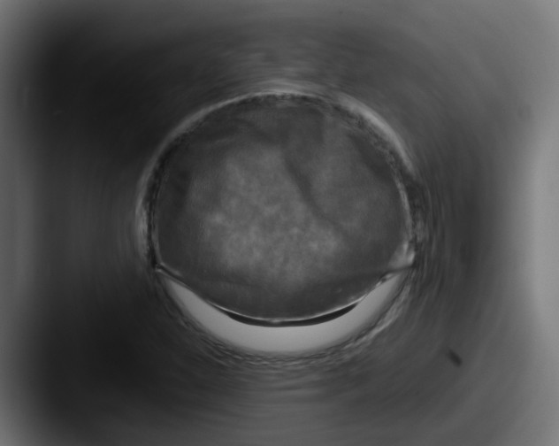 X0000087541310200705181041