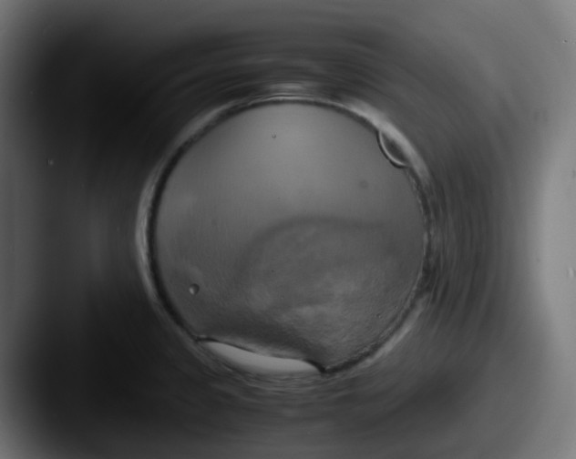 X0000087541333200705181041