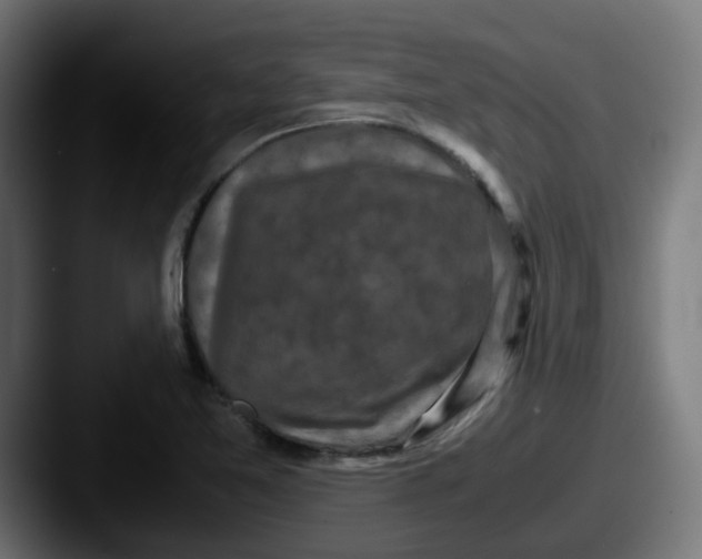 X0000087541365200705181041