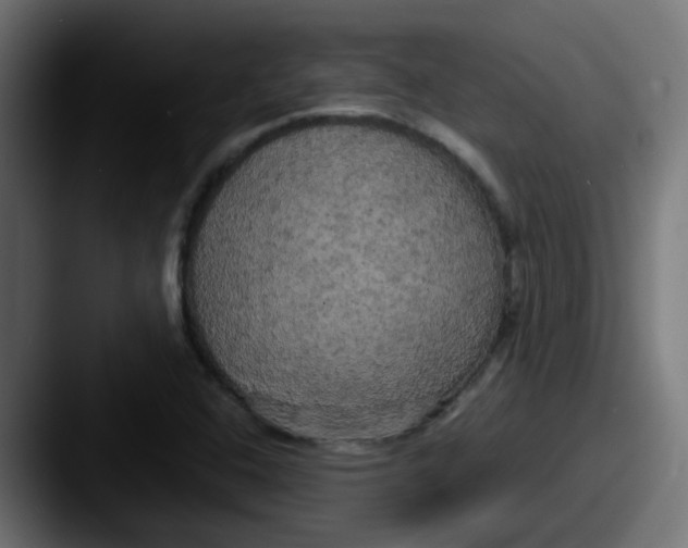 X0000087541408200705181040