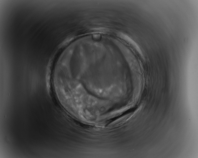 X0000087541411200705181040