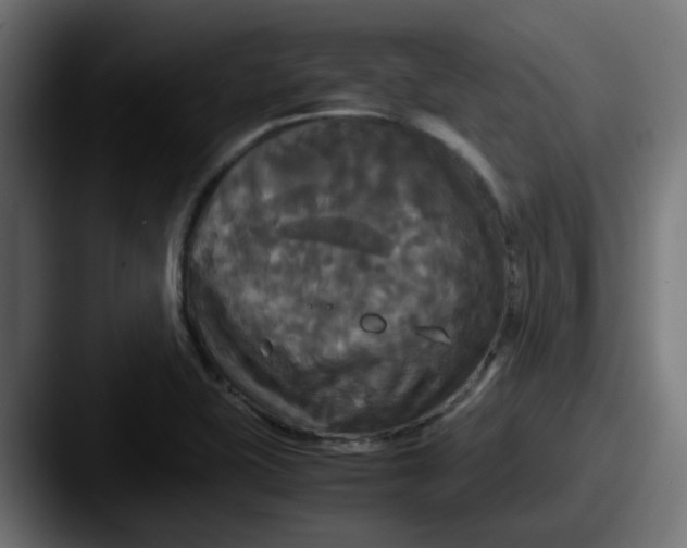 X0000087541415200705181040