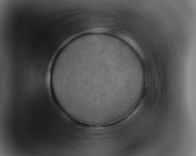 X0000087541420200705181040