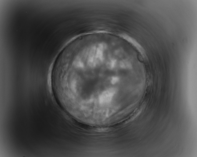 X0000087541423200705181040