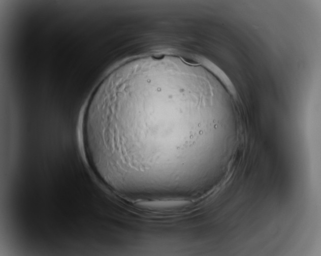 X0000087541439200705181040