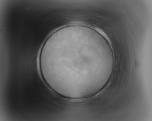 X0000087541440200705181040