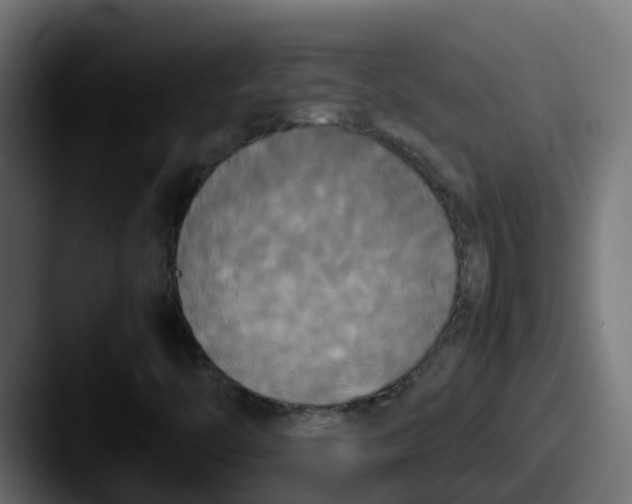 X0000087541446200705181040