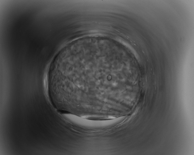 X0000087541467200705181040