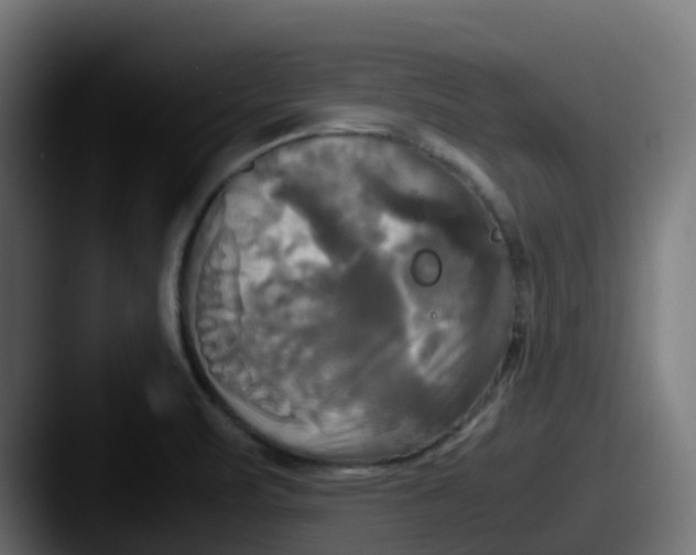 X0000087541471200705181040