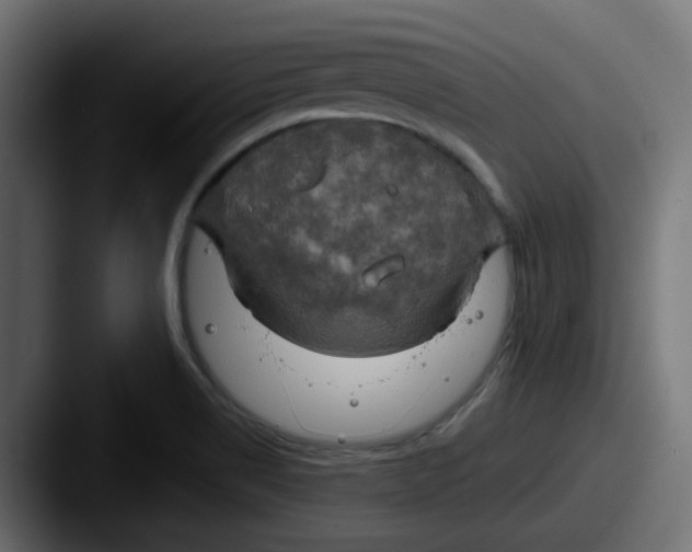 X0000087541514200705181039