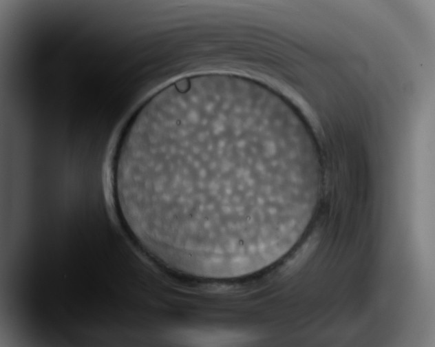 X0000087541517200705181039