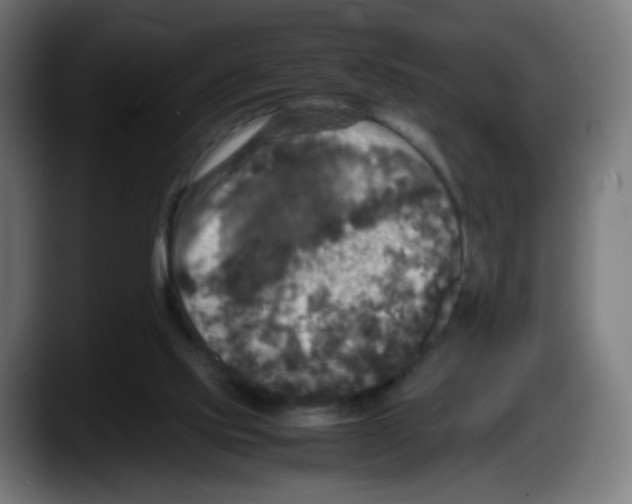 X0000087540061200705251728