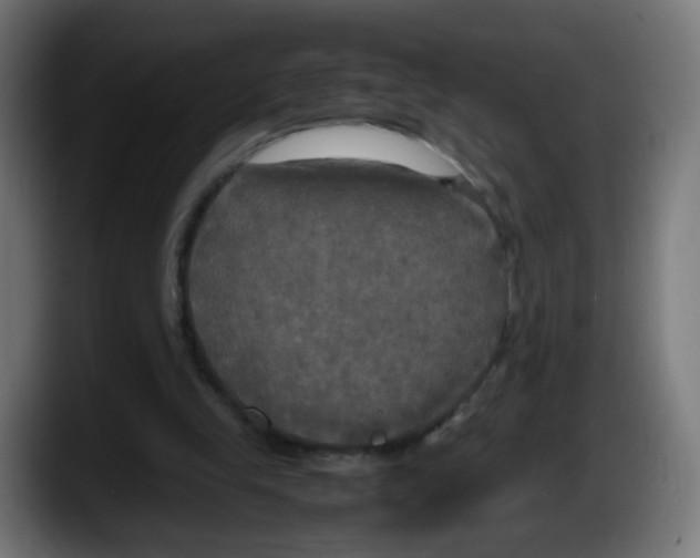 X0000087540245200705251726