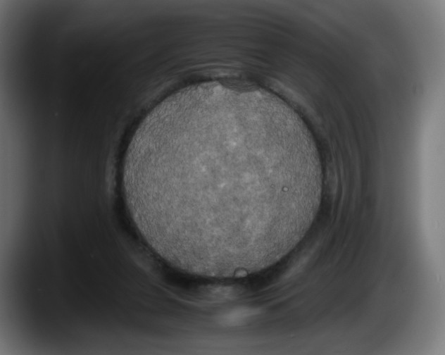 X0000087540255200705251726