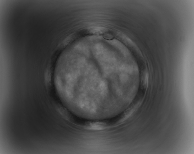 X0000087540268200705251726