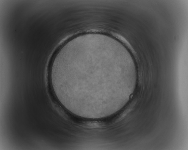 X0000087540439200705251723