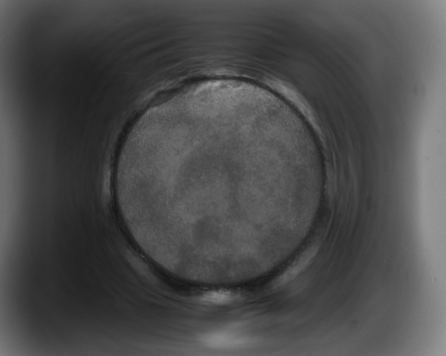 X0000087540441200705251723