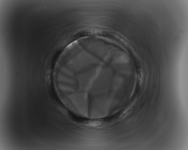 X0000087540462200705251723