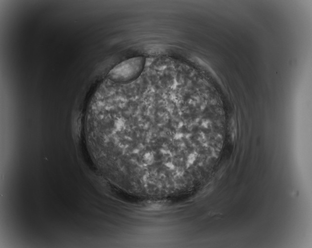 X0000087540495200705251723