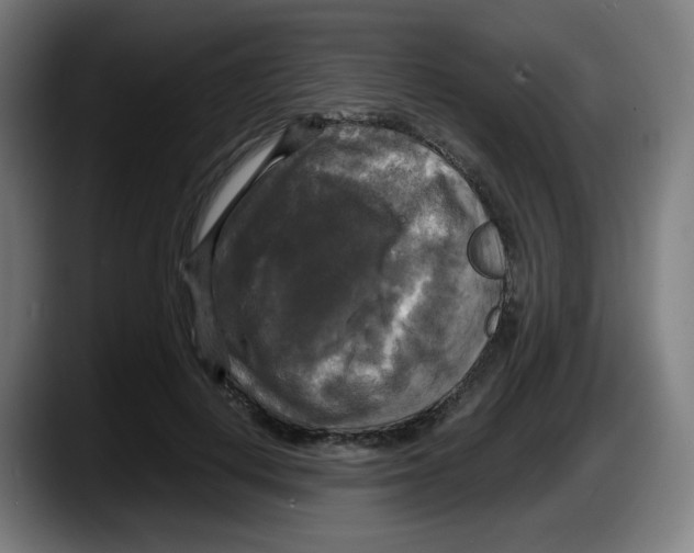 X0000087540648200705251721