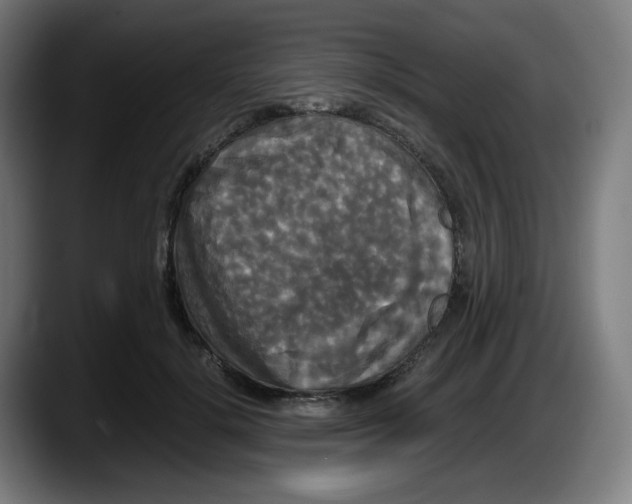 X0000087540652200705251721