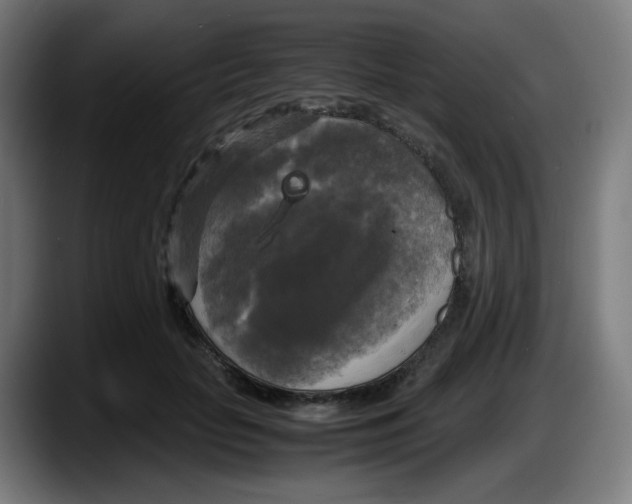 X0000087540653200705251721