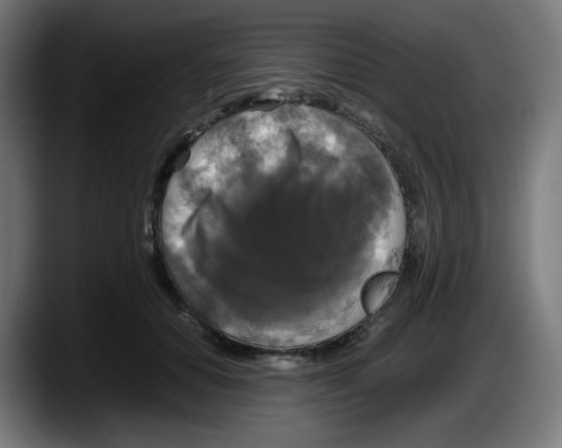 X0000087540654200705251721