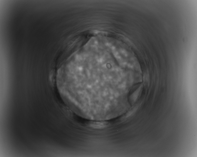 X0000087540671200705251721