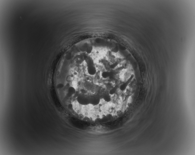 X0000087540695200705251720